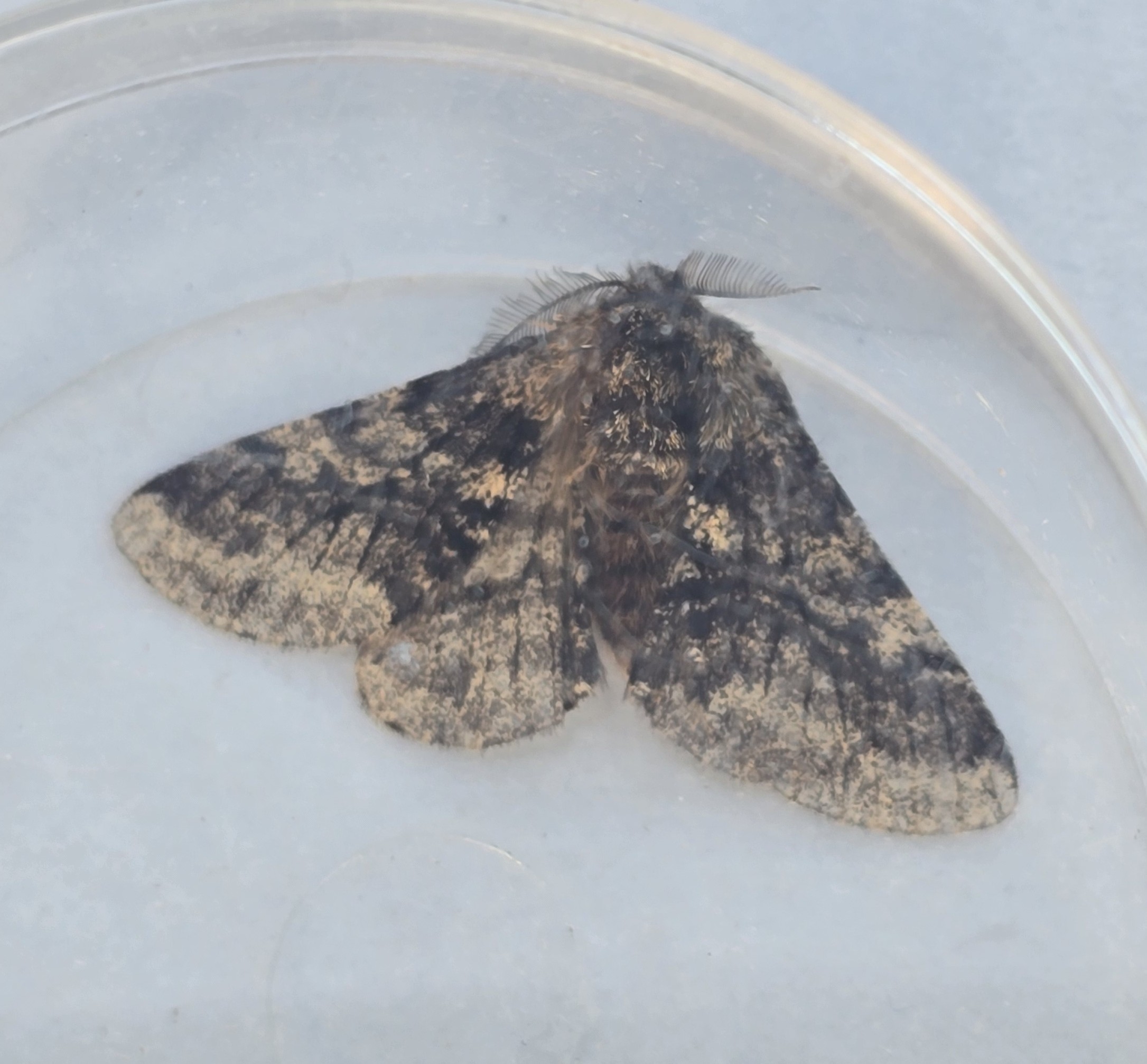Photo of Brindled Beauty (Lycia hirtaria)